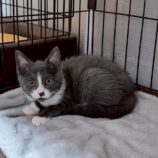 7月20日の千代田店に参加するアニマルフレンドの保護猫03
