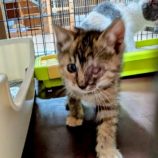 7月20日の千代田店に参加するアニマルフレンドの保護猫04