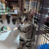 7月20日の千代田店に参加するアニマルフレンドの保護猫05