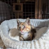 7月20日の千代田店に参加するアニマルフレンドの保護猫06