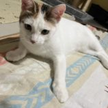 7月20日の千代田店に参加するアニマルフレンドの保護猫07