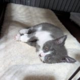 7月20日の千代田店に参加するアニマルフレンドの保護猫08