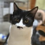 7月20日の千葉ニュータウン店に参加する花ねこ千葉の保護猫01