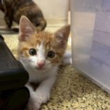 7月20日の千葉ニュータウン店に参加する花ねこ千葉の保護猫02