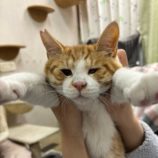 7月20日の千葉ニュータウン店に参加する花ねこ千葉の保護猫03