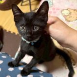 7月20日の千葉ニュータウン店に参加する花ねこ千葉の保護猫04