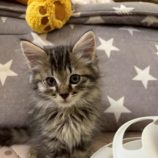 7月20日の千葉ニュータウン店に参加する花ねこ千葉の保護猫05