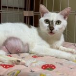 7月20日の千葉ニュータウン店に参加する花ねこ千葉の保護猫06