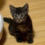 7月20日の千葉ニュータウン店に参加する花ねこ千葉の保護猫07