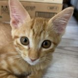 7月20日の千葉ニュータウン店に参加する花ねこ千葉の保護猫08