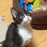 7月20日の千葉ニュータウン店に参加する花ねこ千葉の保護猫09