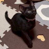 7月20日の千葉ニュータウン店に参加する花ねこ千葉の保護猫10