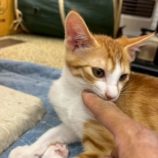 7月20日の千葉ニュータウン店に参加する花ねこ千葉の保護猫11