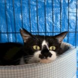 7月20日の千葉ニュータウン店に参加する花ねこ千葉の保護猫12