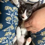 7月20日の千葉ニュータウン店に参加する花ねこ千葉の保護猫14