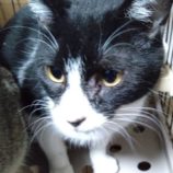 7月20日の千葉ニュータウン店に参加する花ねこ千葉の保護猫15