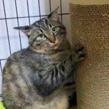 7月20日の千代田店に参加する動物保護団体 SONA DORASの保護猫01