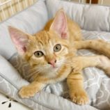 7月20日の千代田店に参加する動物保護団体 SONA DORASの保護猫02