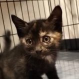 7月20日の千代田店に参加する動物保護団体 SONA DORASの保護猫03