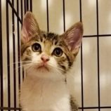 7月20日の千代田店に参加する動物保護団体 SONA DORASの保護猫04