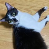 7月20日の千代田店に参加する動物保護団体 SONA DORASの保護猫05