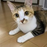 7月20日の千代田店に参加する動物保護団体 SONA DORASの保護猫06