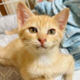 7月20日の千代田店に参加する動物保護団体 SONA DORASの保護猫07