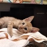 7月20日の千代田店に参加する動物保護団体 SONA DORASの保護猫08