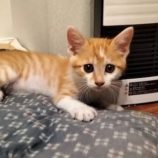 7月20日の千代田店に参加する動物保護団体 SONA DORASの保護猫09