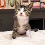 7月20日の千代田店に参加する動物保護団体 SONA DORASの保護猫10