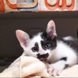 7月20日の千代田店に参加する動物保護団体 SONA DORASの保護猫11