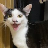 7月20日の千代田店に参加する動物保護団体 SONA DORASの保護猫12