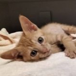 7月20日の千代田店に参加する動物保護団体 SONA DORASの保護猫13