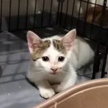 7月20日の千代田店に参加する動物保護団体 SONA DORASの保護猫14