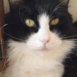 7月20日のひたちなか店に参加するホーリーキャットの保護猫01