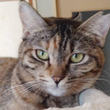 7月20日のひたちなか店に参加するホーリーキャットの保護猫03