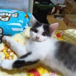 7月20日のひたちなか店に参加するホーリーキャットの保護猫04