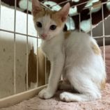 7月20日のひたちなか店に参加するホーリーキャットの保護猫05