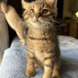 7月20日のひたちなか店に参加するホーリーキャットの保護猫06