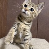 7月20日のひたちなか店に参加するホーリーキャットの保護猫07