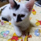 7月20日のひたちなか店に参加するホーリーキャットの保護猫08