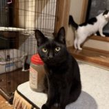 7月20日のひたちなか店に参加するホーリーキャットの保護猫09