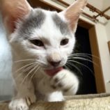 7月20日のひたちなか店に参加するホーリーキャットの保護猫10