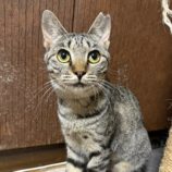 7月20日のひたちなか店に参加するホーリーキャットの保護猫11