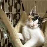 7月20日のひたちなか店に参加するホーリーキャットの保護猫12