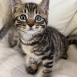 7月20日のひたちなか店に参加するホーリーキャットの保護猫13