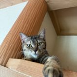 7月20日のひたちなか店に参加するホーリーキャットの保護猫14