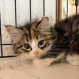 7月20日のひたちなか店に参加するホーリーキャットの保護猫15