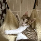 7月20日のひたちなか店に参加するホーリーキャットの保護猫16