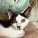 7月20日のひたちなか店に参加するホーリーキャットの保護猫17